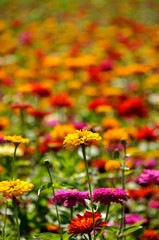 Fototapeta premium 花