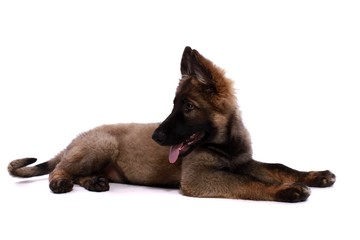 Fototapeta premium Deutscher Schäferhund Welpe