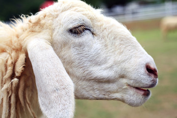 White sheep portrait in the farm