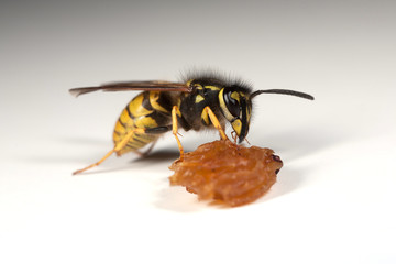 Wasp eating a piece of fruit