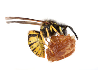 Wasp eating a piece of fruit