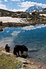 Two dogs in mountains.