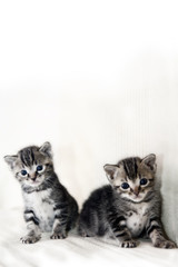 Fototapeta na wymiar coppia di gattini gemelli tigrati