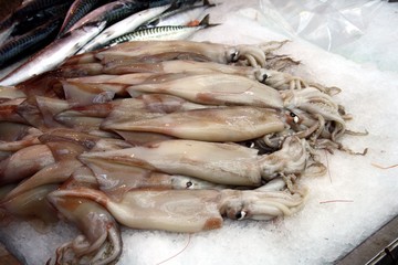 Sizilien Tintenfisch Markt Campofelice Roccella