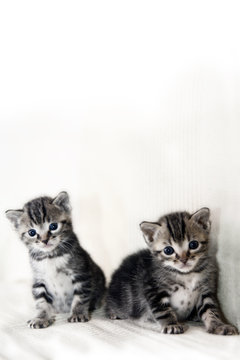 coppia di gattini gemelli tigrati