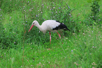 White stork
