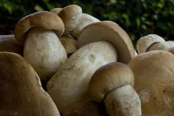 Porcini freschi