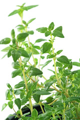 thym, fond blanc