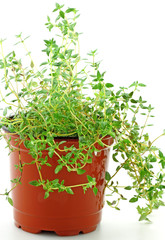 thym en pot