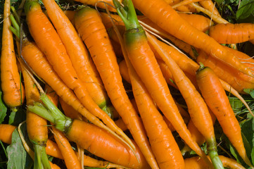 Carrot 4