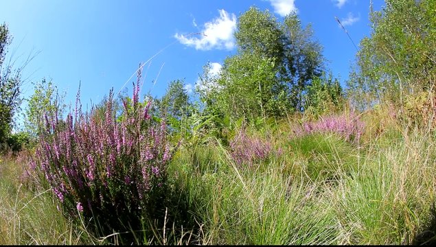 Calluna Vulgaris (heather) bush flapping in wind