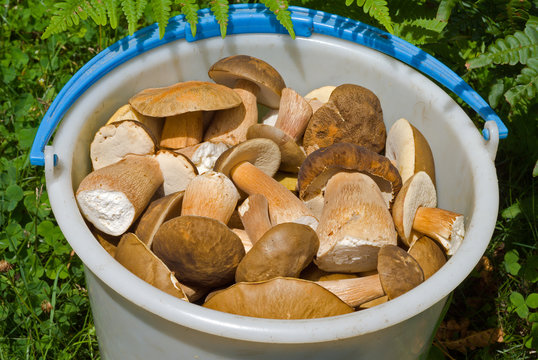 Bucket with mushrooms 13