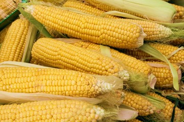 Fototapeta na wymiar corn cobs