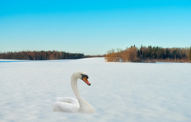 Naklejka na ściany i meble Swan on a snow.
