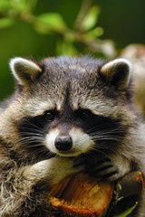 Sad raccoon