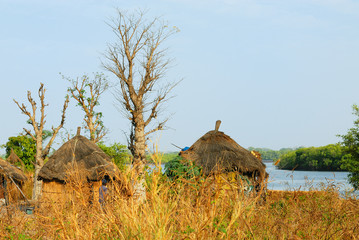brousse africaine