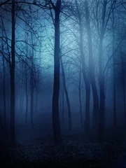  Dark Forest © frozenstarro
