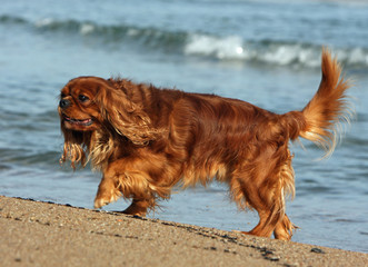 le cavalier king charles marche sur la plage