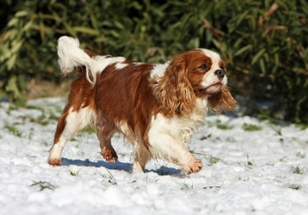 cavalier king charles spaniel walking on the snow