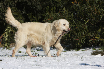 golden retriever marchant de profil sur la neige