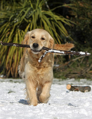golden retriever transportant une branche de face