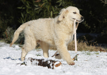 fierté du golden retriever portant sa laisse