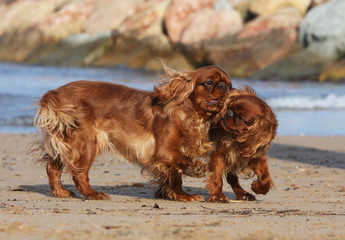 deux épagneuls king charles jouent sur la plage - obrazy, fototapety, plakaty