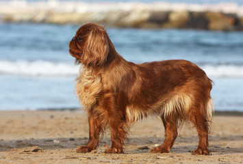 king charles spaniel de profil devant la mer © Dogs
