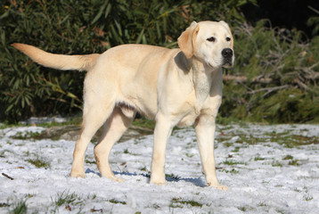 a retriever labrador in the snow