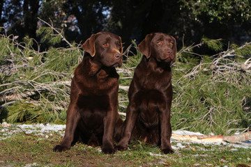 deux labradors marron assis ensemble