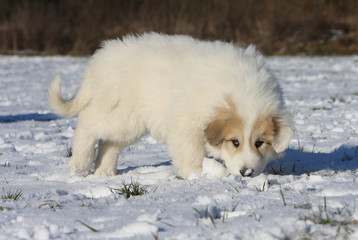 un chiot mange de la neige