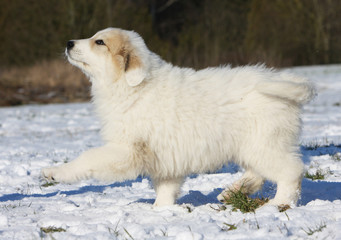 un chiot marche en cadence