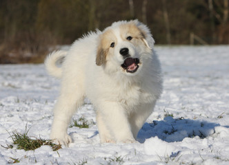 un chiot debout aboie dans la neige