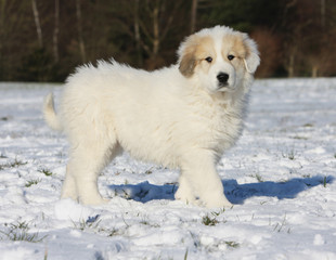 chiot montagne des Pyrénées de profil