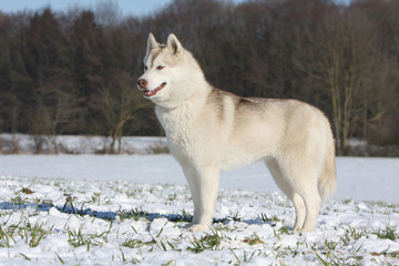 Obraz premium un chien statique dans la neige
