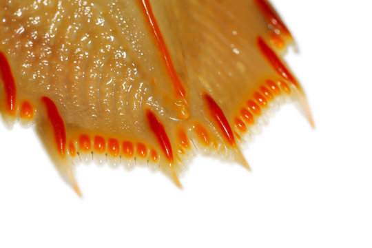 squilla