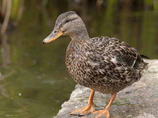 Mallard
