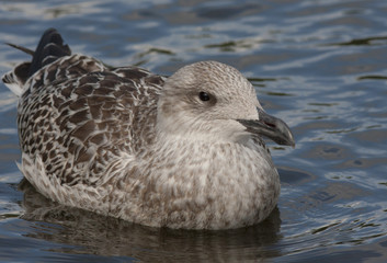 Seagull