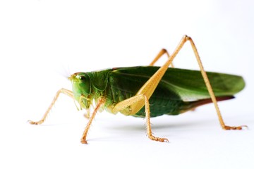 insect