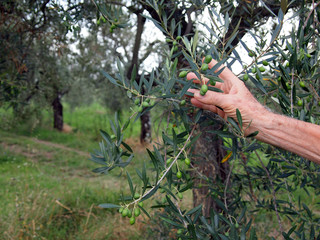 Raccolta olive