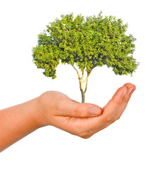 Tree in palm as a symbol of nature protection