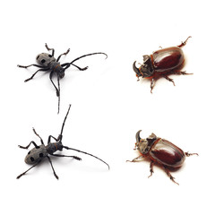 beetles