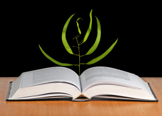 Tree seedling growing from an open book