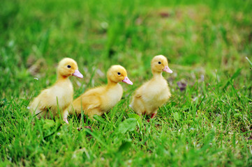 three fluffy chicks