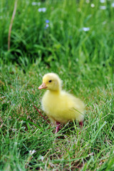 duckling