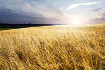 field wheat