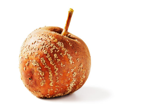 apple infested with Monilia fructigena 02