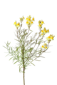 Sprig Of Yellow Common Toadflax