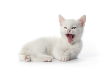 Yawning white kitten with blue eyes