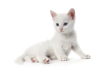 Alert white kitten with blue eyes